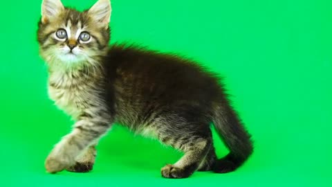 Cute cat new green screen video