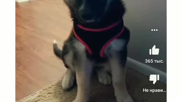 It is dangerous to show such a smart dog