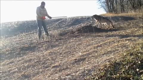 AMAZING || Rescue wild animals from poacher traps\\ free animals