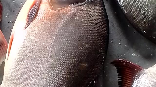Rupchada Fish