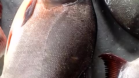Rupchada Fish