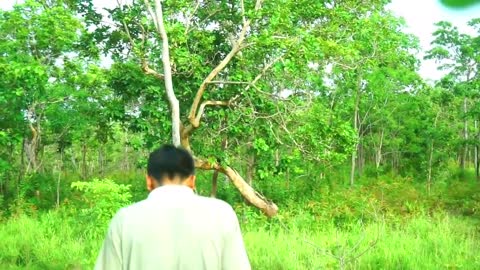 Man finds parrot in a high tree hole- Parrots nest in trees-​ Cut holes to get parrots in the nest_p