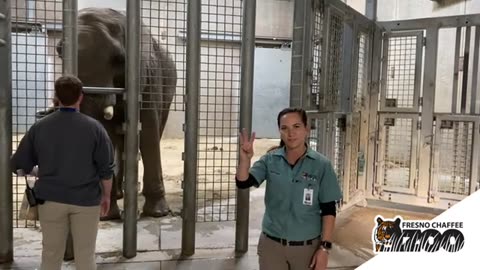 Elephant Training - Behind The Scenes