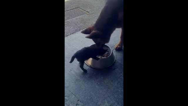 Cat and dog eating together