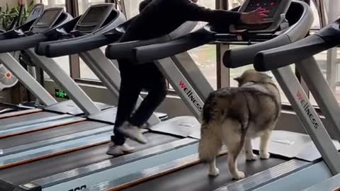 Funny Dogs Cute Dogs