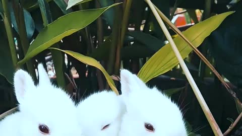 the three bunnies