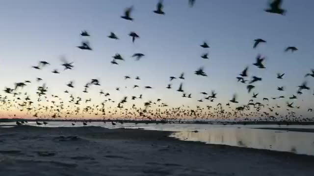 An ephemeral spit of sand in South Carolina is a gathering place for tens