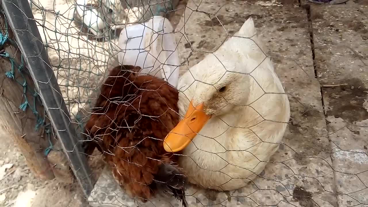 Chickens and ducks together