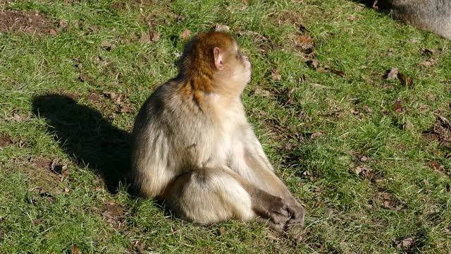 A Young Monkey Seated On Grass In The Ground 4k