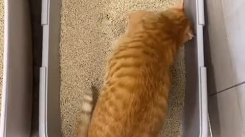 Super lazy cat | Cute Cats | Cutest Cats Compilation 2021