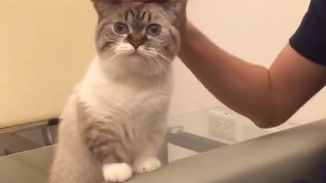 A cat standing on the sofa.