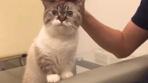 A cat standing on the sofa.