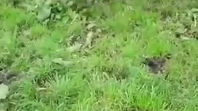 Funny pets#funny - dogs video##