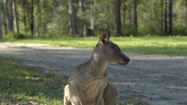 Kangaroo in australia | joey kangaroo | kangaroo animal