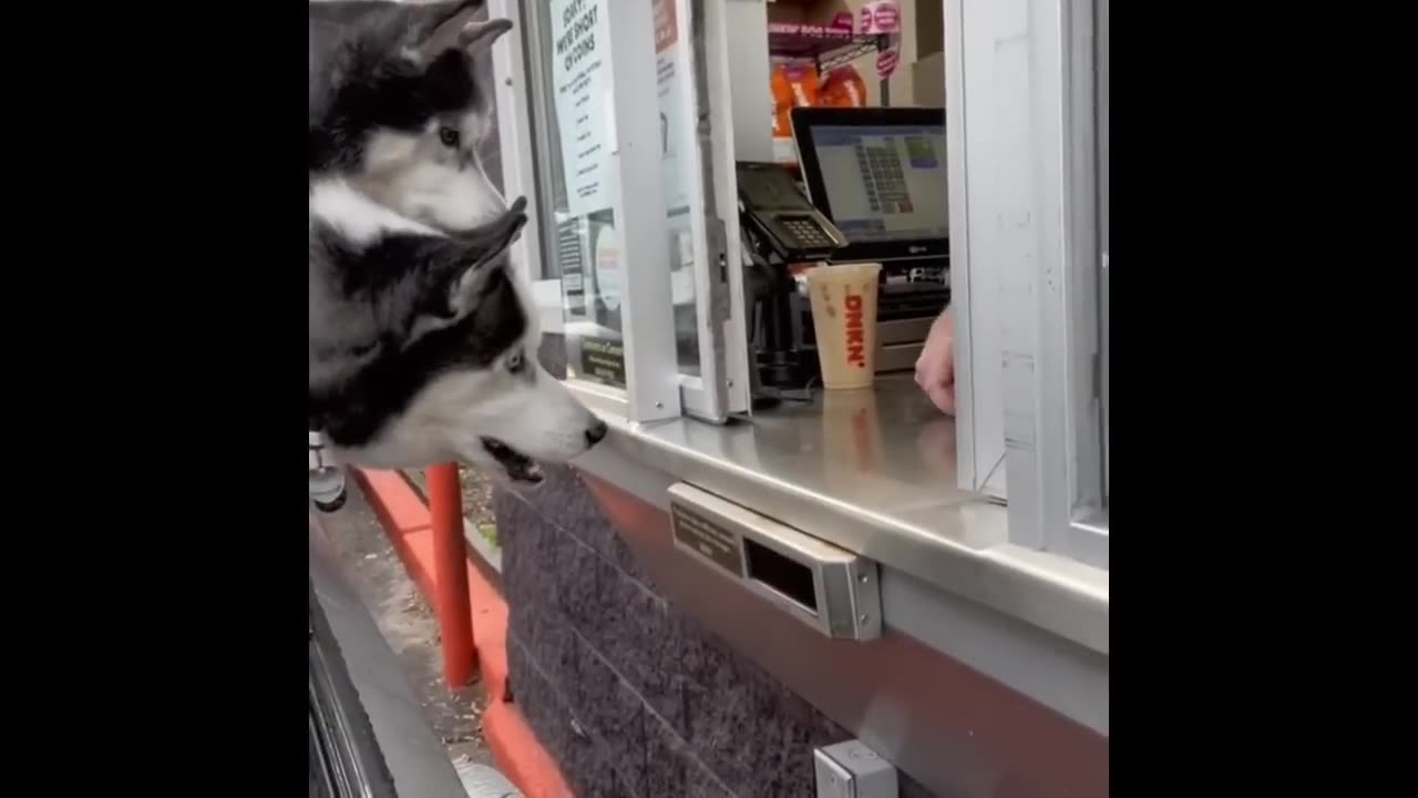 Funniest Husky Videos _ Funny And Cute Dog Videos Compilation