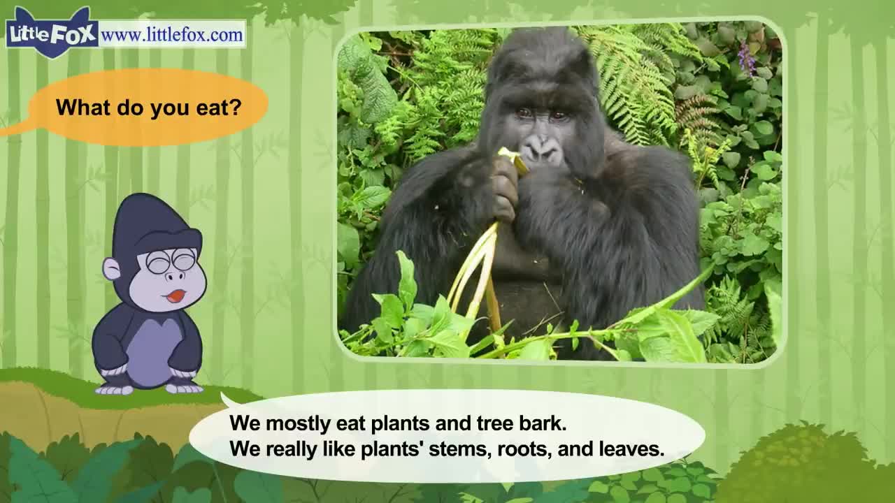 Meet the Animals | Mountain Gorilla | Wild Animals | Little Fox | Stories for Kindergarten