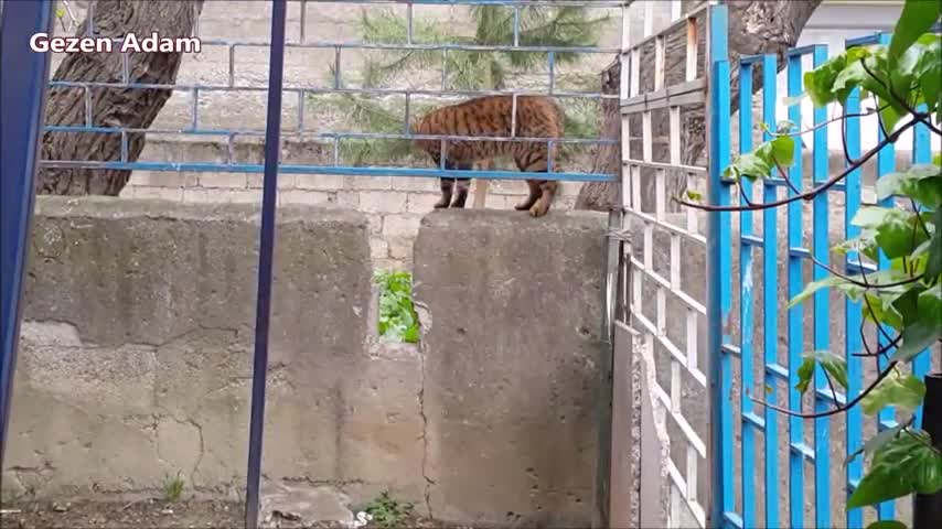 Street Cats meowing and talking