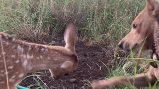 Baby Deer Meets Happy Pup