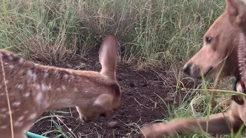 Baby Deer Meets Happy Pup