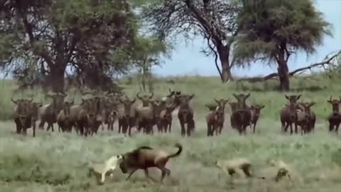 Wild animal fight