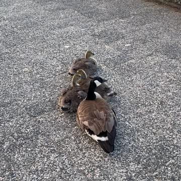 Canada Goose in False Creek, Vancouver