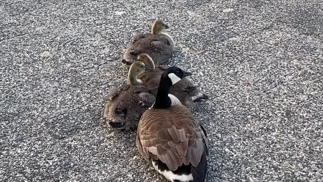 Canada Goose in False Creek, Vancouver