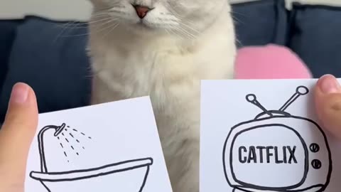 funny dangerous cat
