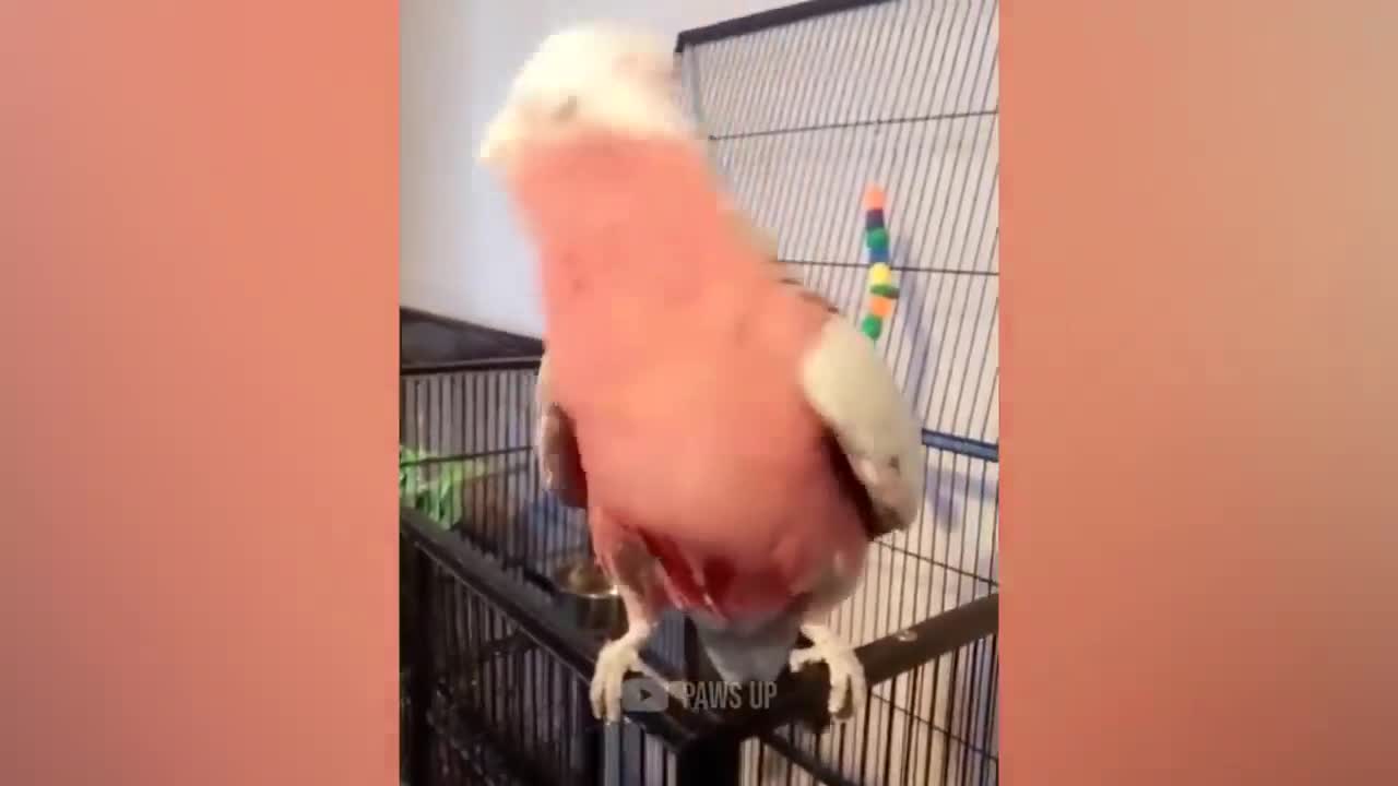 Smart Talking Bathing Parrot