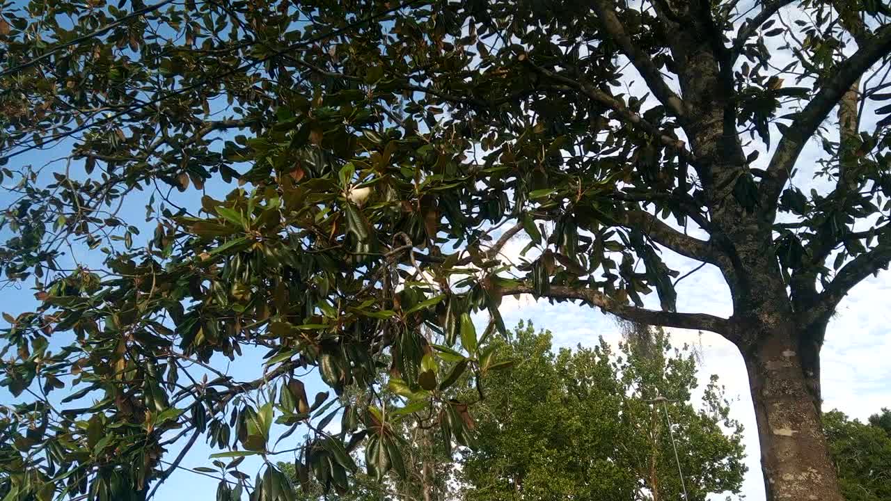 The Southern Magnolia and other plants on 5-16-2021