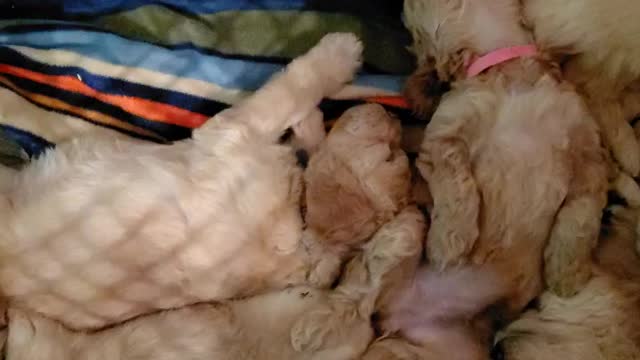 Mia's pups day 28 after dinner snooze.p