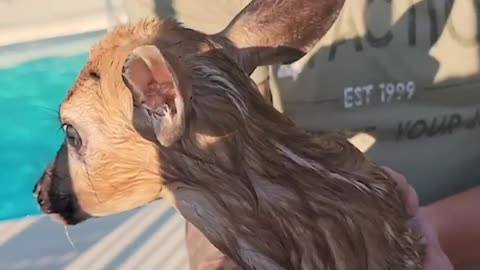 Man jumps fence to save fawn stuck in pool