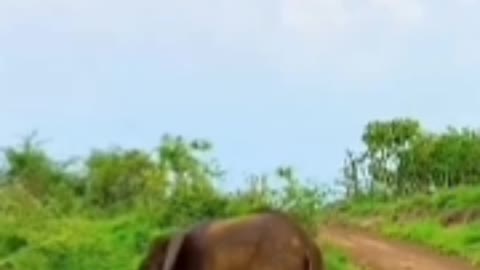 Beautiful elephants in sri lanka😘