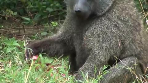 Heartbreaking Scene: Mother Impala Helpless as Baby Seized by Baboon! 😢🌿