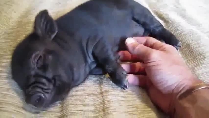 Piggy loves to be rubbed in the belly