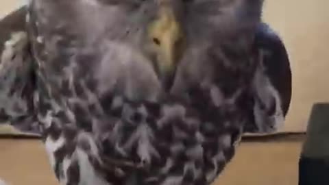 Owl got angry _ so angry on the important papers kept in the house (720P_HD)