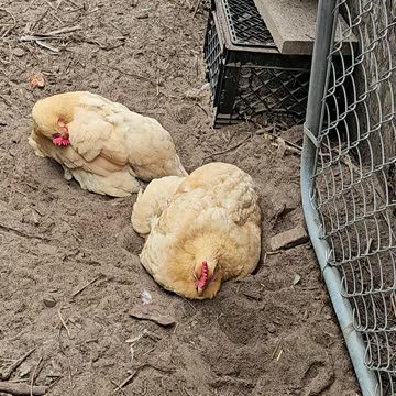 OMC! These hens just can't get enough relaxation and dirt bathing fun! #chickens #fun #shorts #dirty