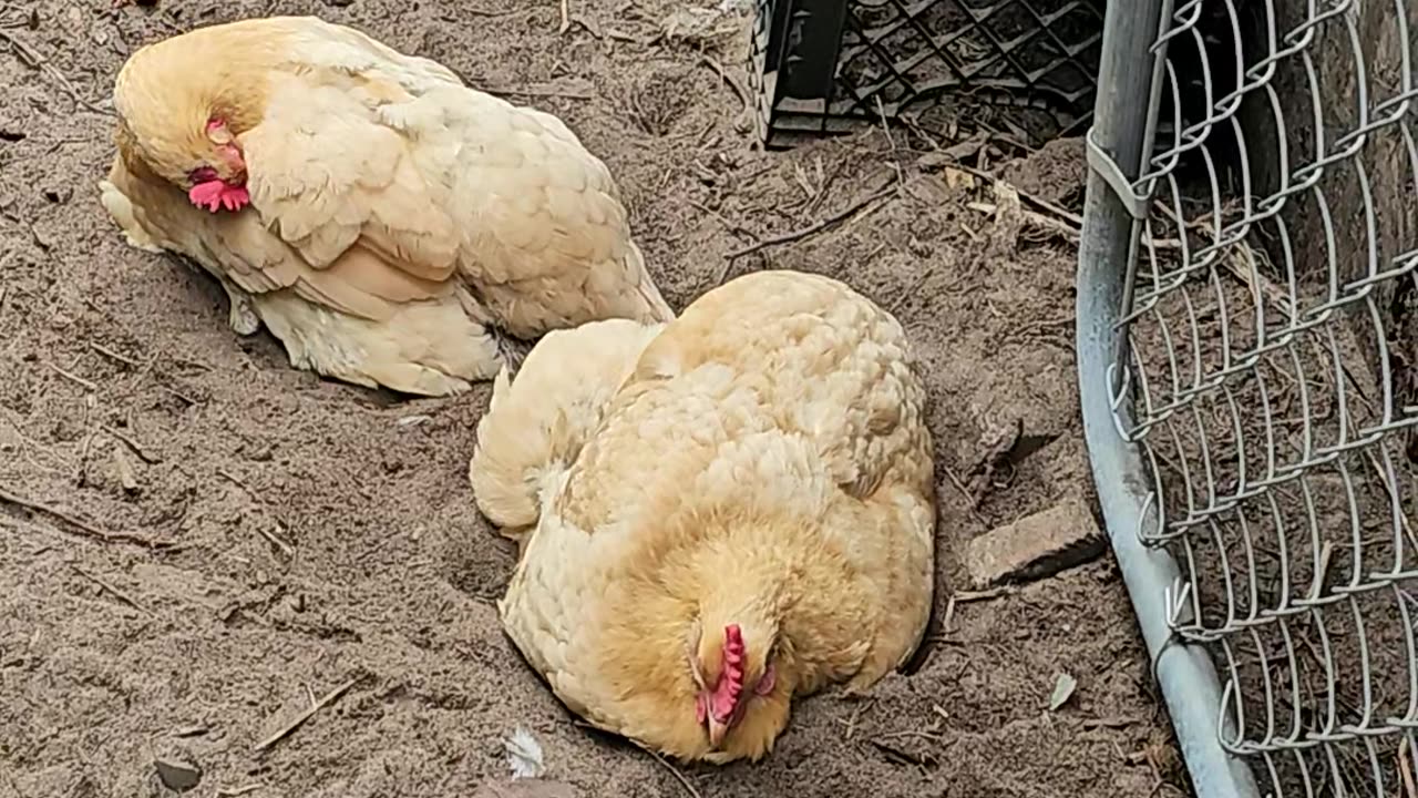 OMC! These hens just can't get enough relaxation and dirt bathing fun! #chickens #fun #shorts #dirty