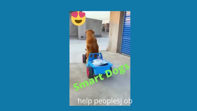 smart dog can help people II @ I love it..II