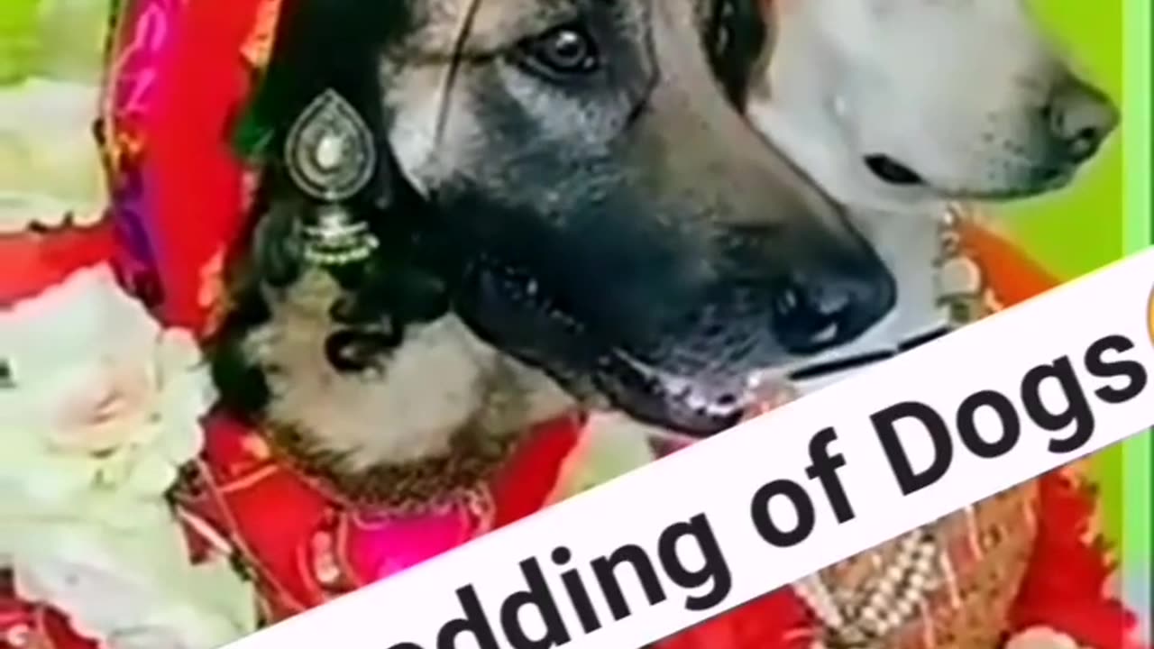 Dogs wedding video || funny scene