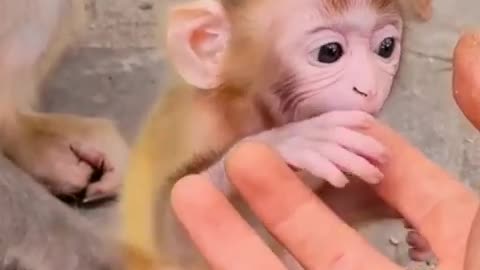 Monkey Child Comedy Video Video | Animal video | Funny Video