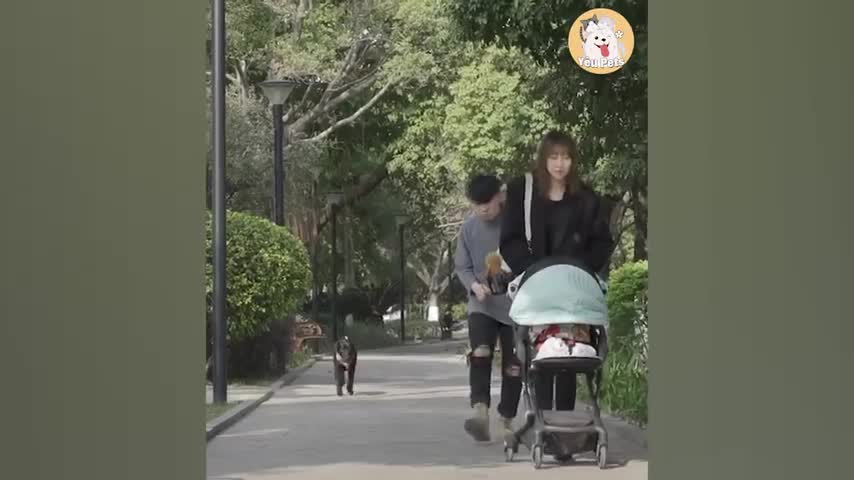 The Smartest Dog | Don't Worry, I Will Save You 😍 - Part 2