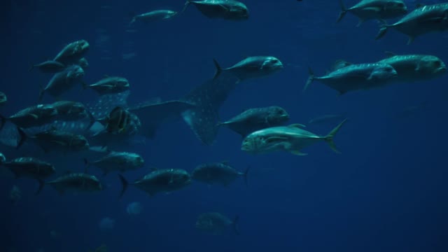 Whale sharks are the largest sharks in the ocean.