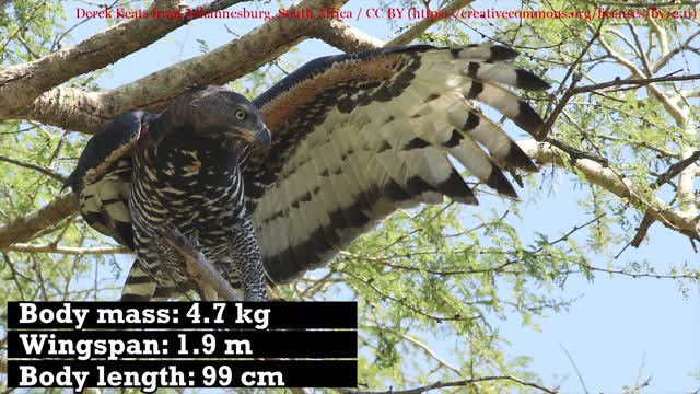 Top 10 Biggest Eagles In The World Most Accurate Video Ever