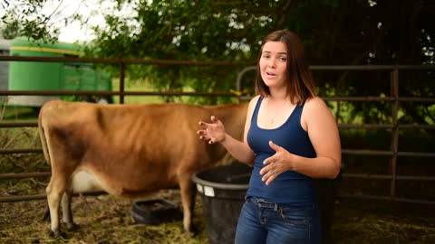 7 Signs your Cow is going to Calve Soon