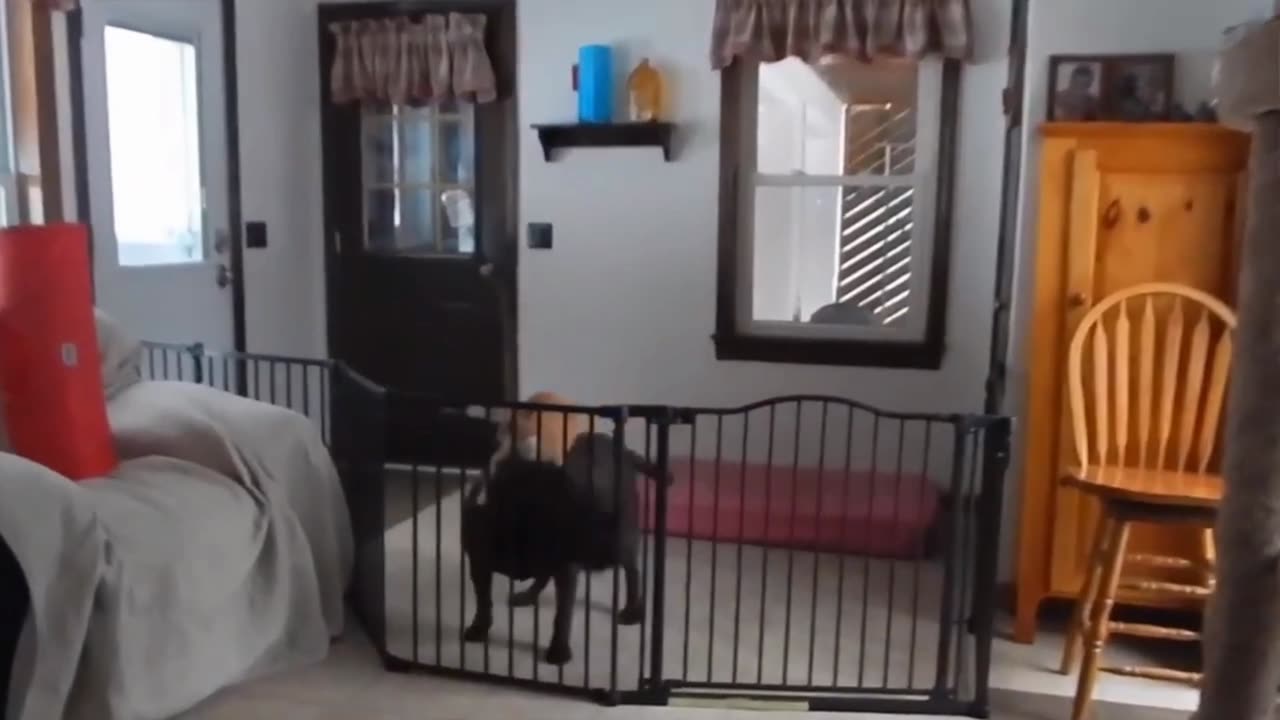 Funny Cat And Dog Pretend Play