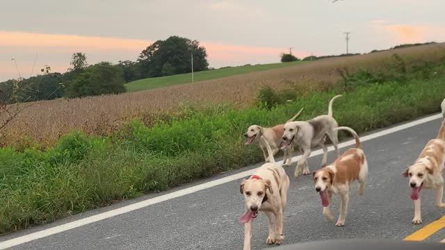 Fox Hunt During Morning Commute in Maryland