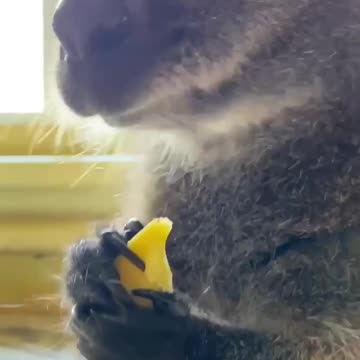 Kangaroo enjoying some tasty fruits