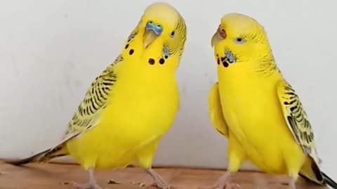 Showbudgies