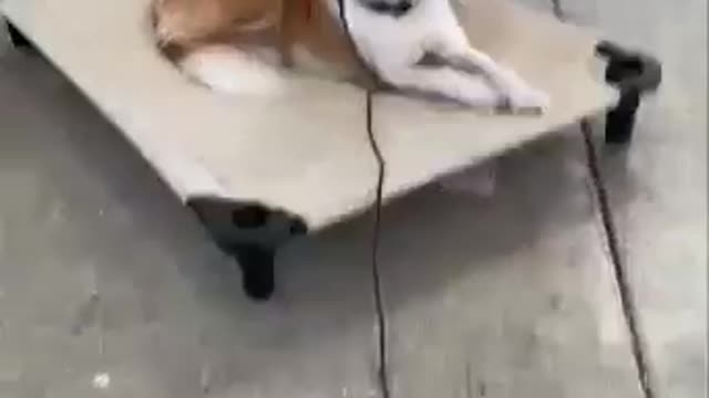 Smart Dog Training Video 🐶 | Dog Training Tricks 🐕 | Dog Training 🐾 | #shorts # dog #dogtraning