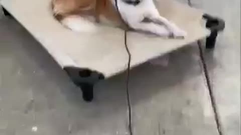 Smart Dog Training Video 🐶 | Dog Training Tricks 🐕 | Dog Training 🐾 | #shorts # dog #dogtraning